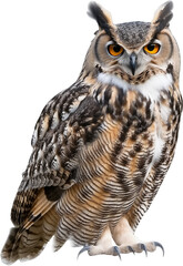 Obraz premium The Owl: Nocturnal Guardian of the Forest