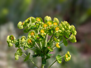 Closeup of flowers of Euphorbia cyparissias 'Fens Ruby' in a garden in Spring