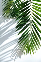 Palm leaf casting shadow on white wall, ideal for tropical and minimalist concepts