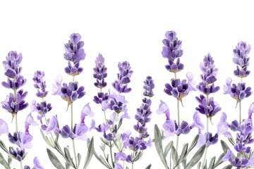 Obraz premium Close up shot of lavender flowers, perfect for botanical designs