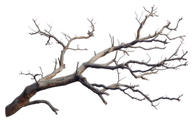 PNG Driftwood plant tree tranquility - obrazy, fototapety, plakaty