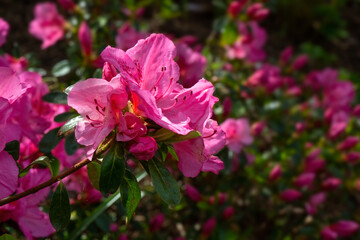 Closeup of flowers of Rhododendron 'Dearest' in a garden in Spring - obrazy, fototapety, plakaty