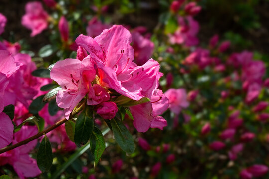 Closeup of flowers of Rhododendron 'Dearest' in a garden in Spring