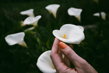 White blooming arum lilies in female hand with orange manicure. A gardener growing and taking care of green plants in spring garden. Floral beauty.