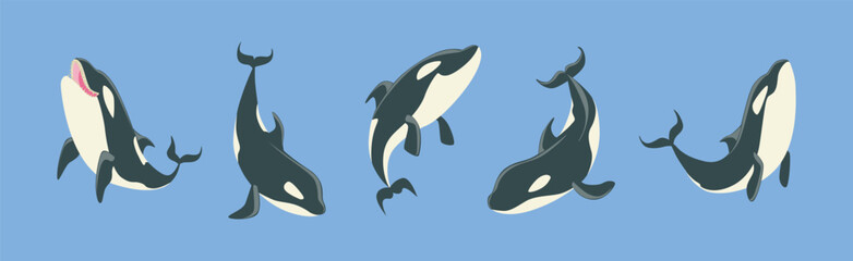 Orca Killer Whale Marine Large Mammal on Blue Background Vector Set © topvectors