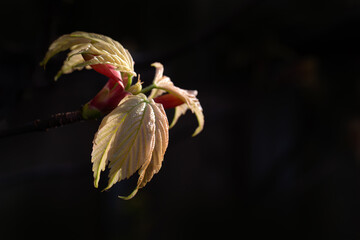 Closeup of newly emerged leaves of Acer pseudoplatanus 'Brilliantissimum' in a garden in Spring...