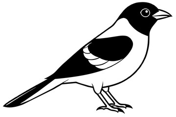 Broadbill line art vector silhouette