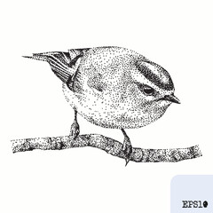 Bird goldcrest. Animal portrait. Graphic ink drawing, pointillism art - 786607505