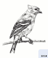 Bird siskin. Animal portrait. Graphic ink drawing, pointillism art - 786607529