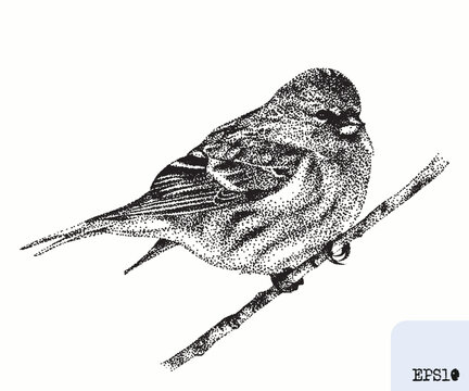 Bird redpoll. Animal portrait. Graphic ink drawing, pointillism art