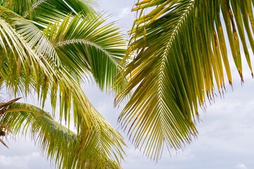 palm tree with a few leaves is shown in the image tropical cloudy hot vacactions rest