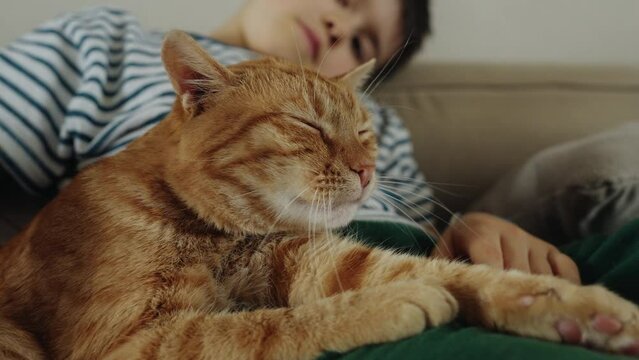 Relaxed little boy stroking the red fur of a sleepy cat. Little kid child spend free leisure time with his pet in house.