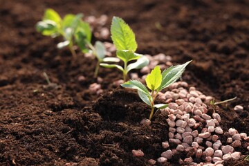 Granulated fertilizer and seedlings growing in soil, closeup