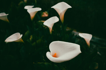 White blooming arum lilies with orange hearts on dark green background top view. Blossoming plants are growing in spring garden. Floral composition.