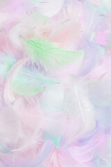 Colorful feather background, top view.