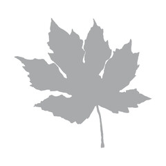 Vector illustration of maple gray leaf on white