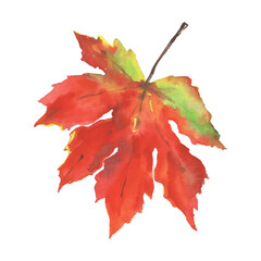 Maple Leaf illustration drawing with watercolor in vector