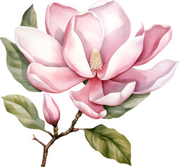 Magnolia Flower Watercolor Clipart