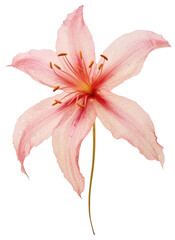 PNG Real Pressed a pink lily flower petal plant