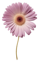 PNG Real Pressed a purple gerbera flower petal daisy - obrazy, fototapety, plakaty