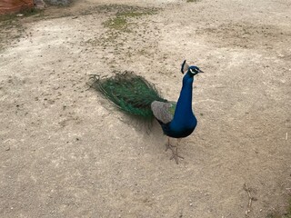 View of a peacock leaving. Beautiful birds in the zoo.
Peacock at the zoo in Athens (Greece) on a...