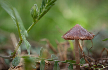 Tiny single, brown mushroom hidden by surrounding contents of forest floor.  Green background.