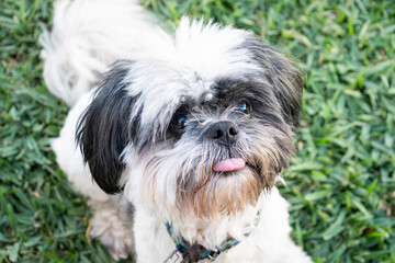 Cute Shih tzu sticks out his tongue with a longing face for food
