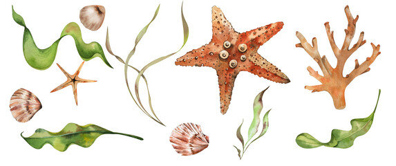 Set Marine Elements. Shells, Seaweed, Starfish, Corals. restrained colors. Watercolor illustration. For fabrics, textiles, beachwear, summer accessories, design elements, logo travel agency, wallpaper