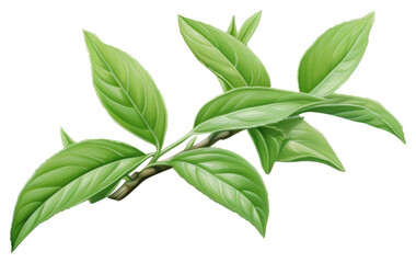 PNG Tea leaves annonaceae herbal plant
