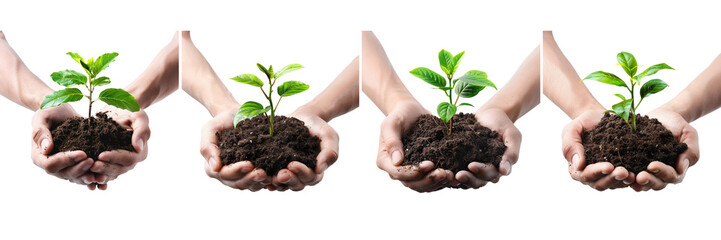 Set of a two hands hold a pile of they Young green plant in soil on a transparent background