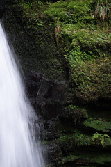 Moss growing besides the waterfall at St Nectan's Glen Cornwall