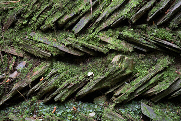 A moss covered heering bone dry stone wall in Cornwall 
