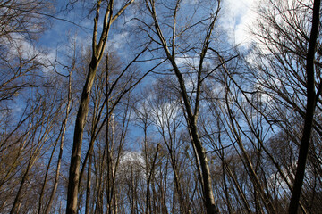 Holosiiv forest in Kyiv, Ukraine