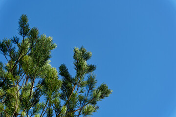 Pine trees on blue skyline