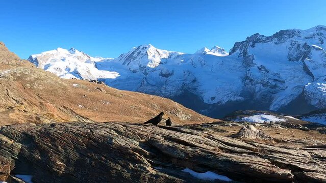 Birds pecking for food in the snowy mountains of Switzerland. Mount Zermat in the sunlight from the observation deck.
