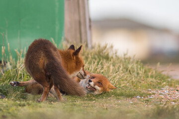 Two adult Red Foxes Playing Together on the Sand in A National Park