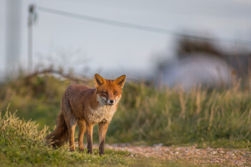 Red Fox is a smallest member of the dog family however it has many similarities with cat.