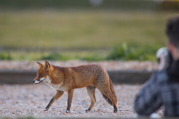 red fox vulpes side view being photographed in a public car park by an amateur photographer in the evening sunset light in Kent, United Kingdom 