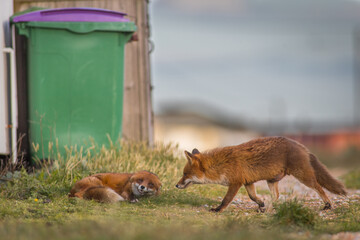 two red fox vulpes playing together next to bins in a car park male and female interaction, bonding fox couple play fighting 