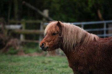 Reddish brown pony standing in a field, close up