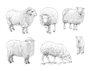 Sheep hand drawn sketch set. Vector art illustration. - 786626330