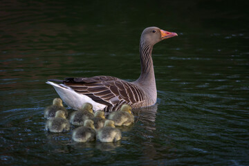 Parents Greylag Goose (Anser anser) out with their young goslings. Gelderland in the Netherlands.                  