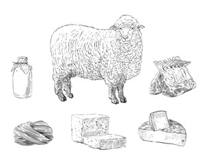 Products provided by sheep. Hand drawn farm animals sketch set. Vector art illustration. - 786626796