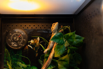 Bearded dragon perched on a branch surrounded by green leaves under warm lighting - inside a terrarium with a hygrometer. Taken in Toronto, Canada.