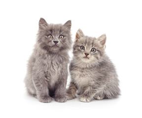 Two small kittens. - 786627501
