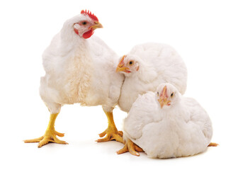 Three white chickens. - 786627511
