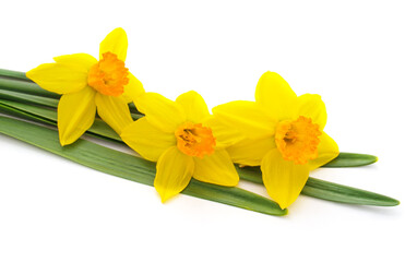 Bouquet of yellow daffodils.