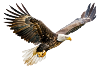 PNG Flying bird animal eagle
