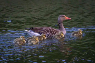 Parents Greylag Goose (Anser anser) out with their young goslings. Gelderland in the Netherlands.                  