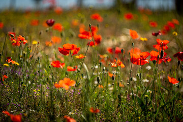 A Burst of Poppies